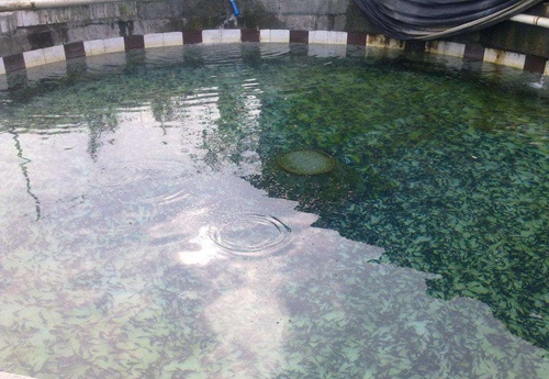 春天钓鲶鱼的技巧_WWW.YUJUCEPING.COM