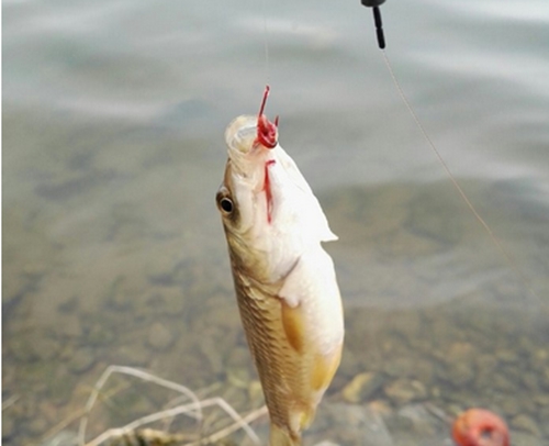 钓大鱼使用拉饵的技巧_WWW.YUJUCEPING.COM
