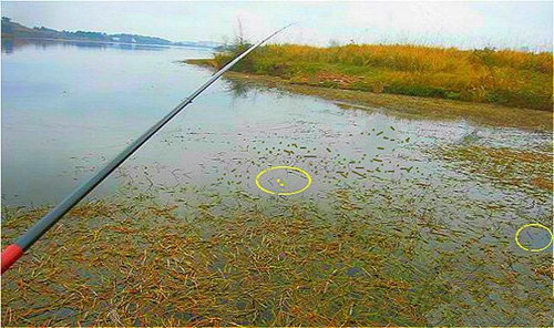 钓鱼为什么要选择钓草_WWW.YUJUCEPING.COM