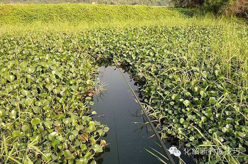 钓鱼为什么要选择钓草_WWW.YUJUCEPING.COM
