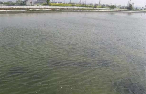 不同季节应该怎么在肥水钓鱼_WWW.YUJUCEPING.COM