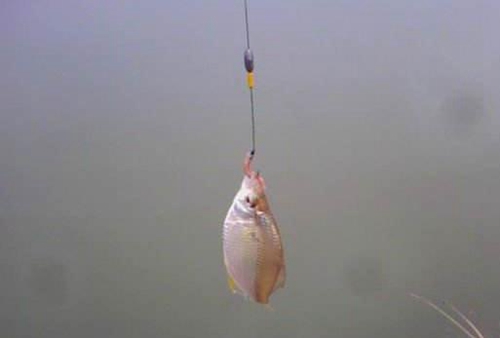 怎么选择无倒刺钩_WWW.YUJUCEPING.COM