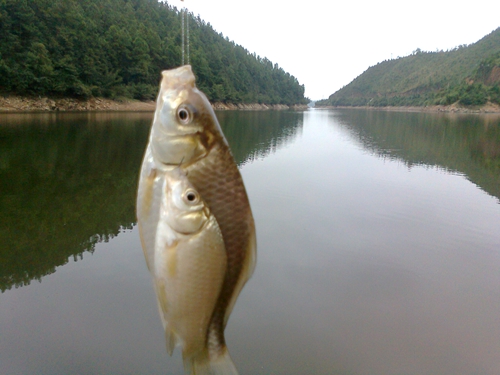 怎么抢钓黑坑生口鱼_WWW.YUJUCEPING.COM
