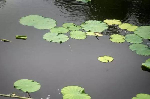 夏天钓鱼窝里有鱼不咬钩怎么办_WWW.YUJUCEPING.COM
