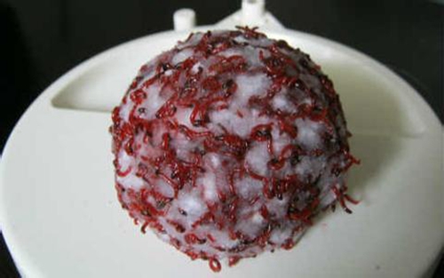 怎么用“肉夹馍”搭配红虫钓鱼_WWW.YUJUCEPING.COM