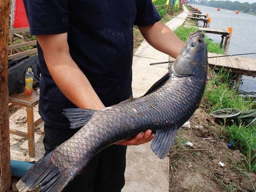 水库中怎么样才能钓到青鱼_WWW.YUJUCEPING.COM