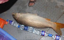 秋天水库钓鲤鱼技巧总结