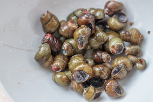 传统钓有哪些同样效果不错的饵料_WWW.YUJUCEPING.COM