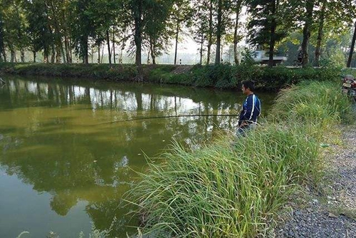 夏天怎么底钓鲤鱼_WWW.YUJUCEPING.COM