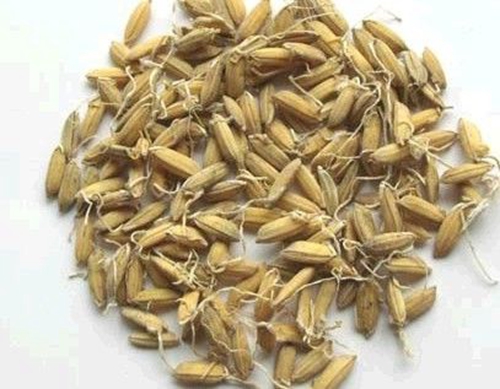 用谷芽做鱼饵钓草鱼怎么样_WWW.YUJUCEPING.COM
