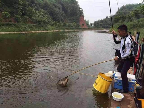 黑坑钓鲫鱼应该怎么选择钓具_WWW.YUJUCEPING.COM