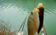 什么叫鱼饵入口性