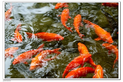 鲤鱼的种类 钓鲤鱼技巧_WWW.YUJUCEPING.COM