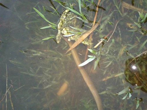 夏天应该怎么钓鱼鳝鱼_WWW.YUJUCEPING.COM