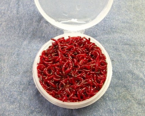红虫做钓饵装钩的方法_WWW.YUJUCEPING.COM