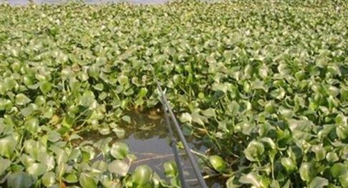 夏天在草洞野钓鲫鱼有哪些技巧_WWW.YUJUCEPING.COM
