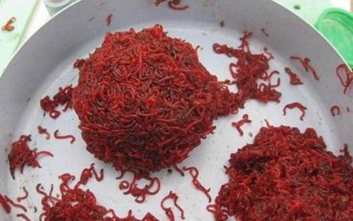 哪些饵料适合在鱼塘中使用_WWW.YUJUCEPING.COM