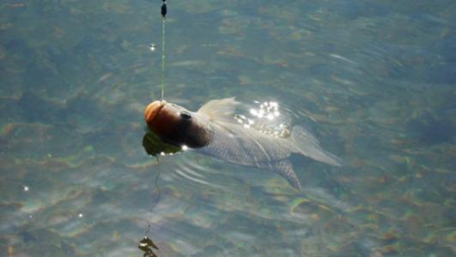 夏天在水库野钓罗非的技巧_WWW.YUJUCEPING.COM