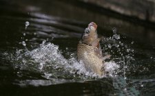 野钓鲤鱼选择钓位五个技巧
