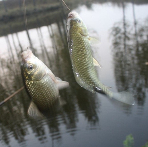 钓鱼双飞技巧_WWW.YUJUCEPING.COM