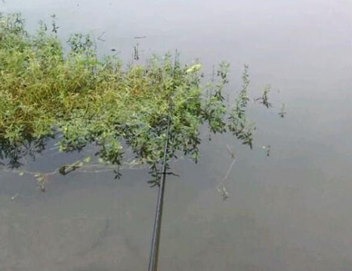 怎么应对鱼情不佳的情况_WWW.YUJUCEPING.COM