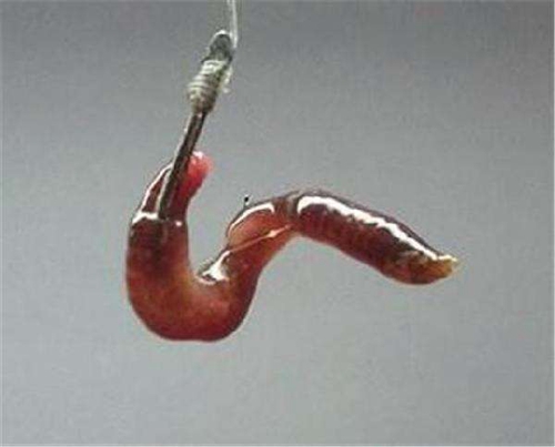 怎么自制蚯蚓穿钩器_WWW.YUJUCEPING.COM