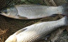 大水域海竿钓大鱼做重窝守钓的步骤