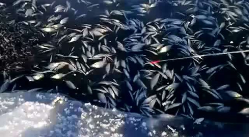 野钓小杂鱼闹窝怎么办_WWW.YUJUCEPING.COM