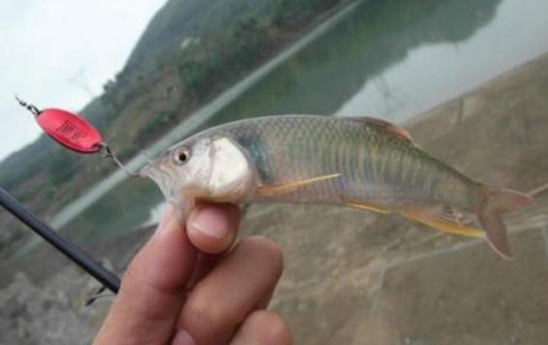 路亚马口最佳时间_WWW.YUJUCEPING.COM