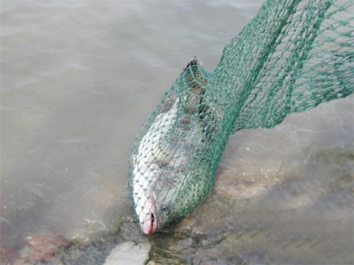 钓鳜鱼的最佳时间_WWW.YUJUCEPING.COM