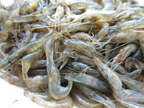 钓鲶鱼的技巧有哪些_WWW.YUJUCEPING.COM
