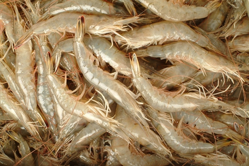 钓鳗鱼用什么饵料_WWW.YUJUCEPING.COM