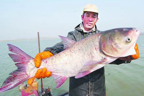 钓鲢鳙鱼怎么选择钓竿_WWW.YUJUCEPING.COM