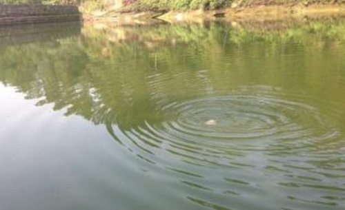 夏天钓鱼钓底还是钓浮_WWW.YUJUCEPING.COM