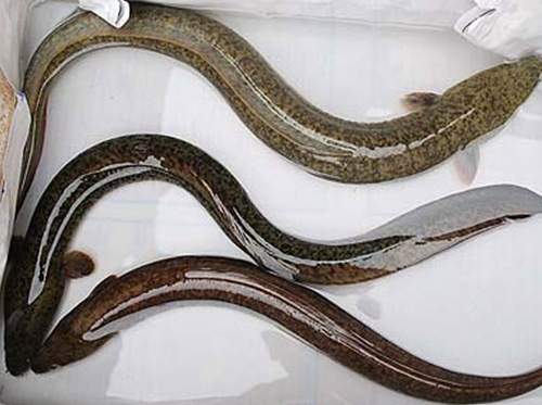 鳗鱼和黄鳝的区别_WWW.YUJUCEPING.COM
