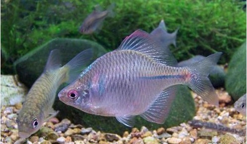 鳑鲏是什么鱼 鳑鲏鱼寿命一般多长时间_WWW.YUJUCEPING.COM