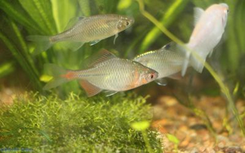 鳑鲏是什么鱼 鳑鲏鱼寿命一般多长时间_WWW.YUJUCEPING.COM