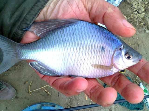鳑鲏是什么鱼 鳑鲏鱼寿命一般多长时间_WWW.YUJUCEPING.COM