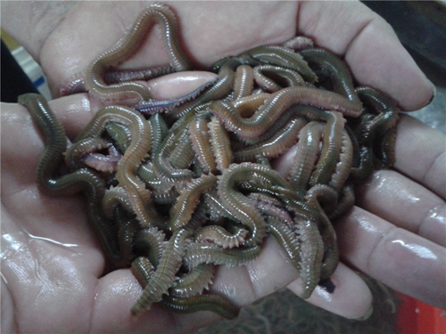 鳐鱼怎么钓_WWW.YUJUCEPING.COM