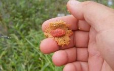 常见中药酒饵配制钓鱼饵料方法