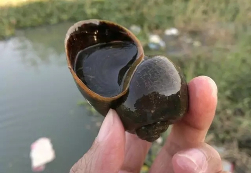钓青鱼螺丝怎么挂钩_WWW.YUJUCEPING.COM