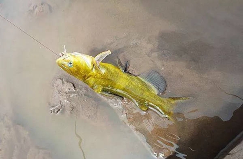 黄颡鱼是什么鱼_WWW.YUJUCEPING.COM