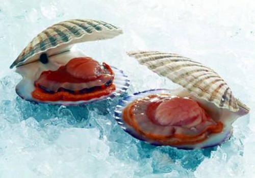 扇贝怎么洗_WWW.YUJUCEPING.COM