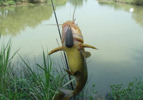 黄辣丁怎么钓_WWW.YUJUCEPING.COM