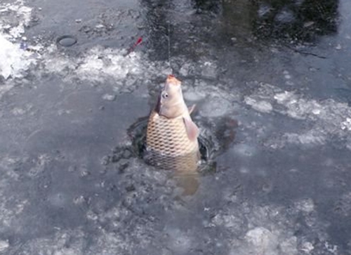 钓鲤鱼怎样防止拔河的现象发生_WWW.YUJUCEPING.COM