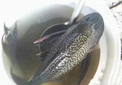 清道夫鱼能吃吗_WWW.YUJUCEPING.COM