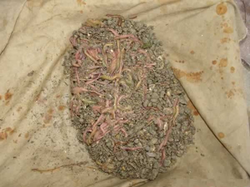 蚯蚓作为万能的钓鱼装钩法_WWW.YUJUCEPING.COM