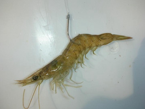 虾饵怎么挂钩_WWW.YUJUCEPING.COM