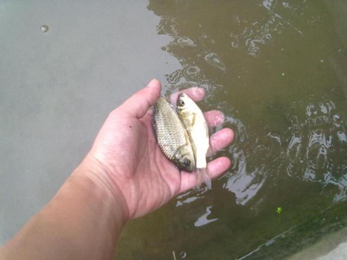 小鱼闹窝该怎么办_WWW.YUJUCEPING.COM