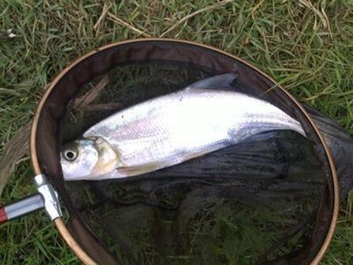 翘嘴的食性特点_WWW.YUJUCEPING.COM